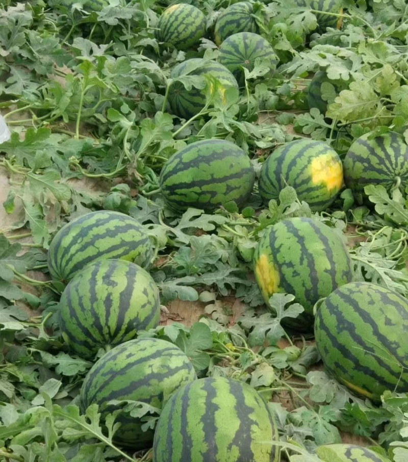 商丘西瓜精品甜王西瓜基地直供包熟包甜价格便宜