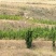 精品北海道黄杨山东产地直发量大价优诚信经营欢迎选购