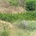 精品北海道黄杨山东产地直发量大价优诚信经营欢迎选购