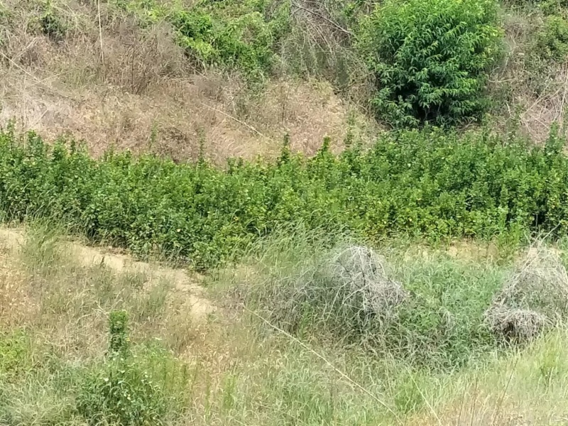 精品北海道黄杨山东产地直发量大价优诚信经营欢迎选购
