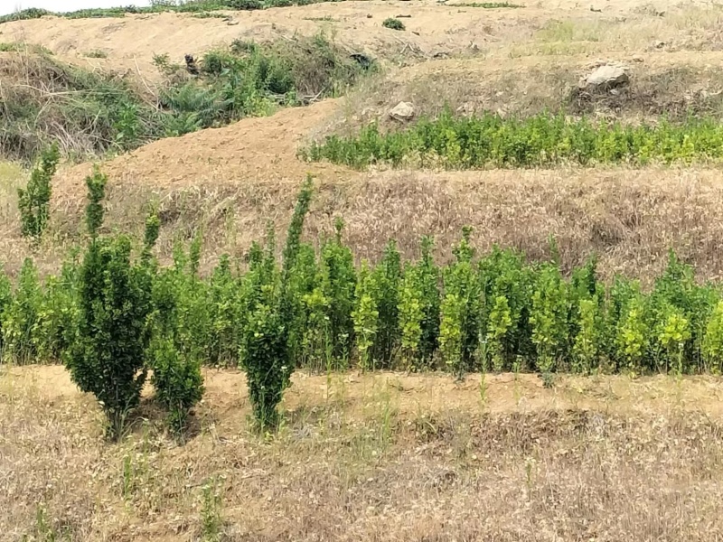 精品北海道黄杨山东产地直发量大价优诚信经营欢迎选购