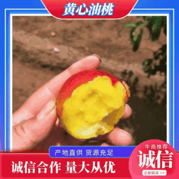 精品黄心油桃，曙光油桃果面好，口感甜，常年代购代发全国。