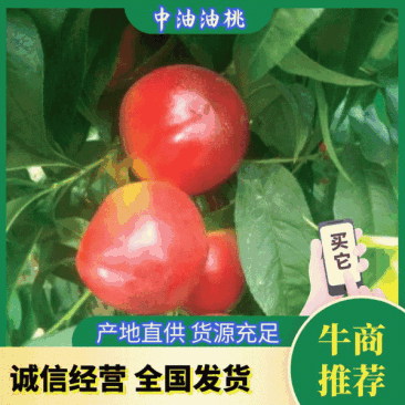 油桃，常年供应各种油桃，品种全，中油系列，曙光，48油桃