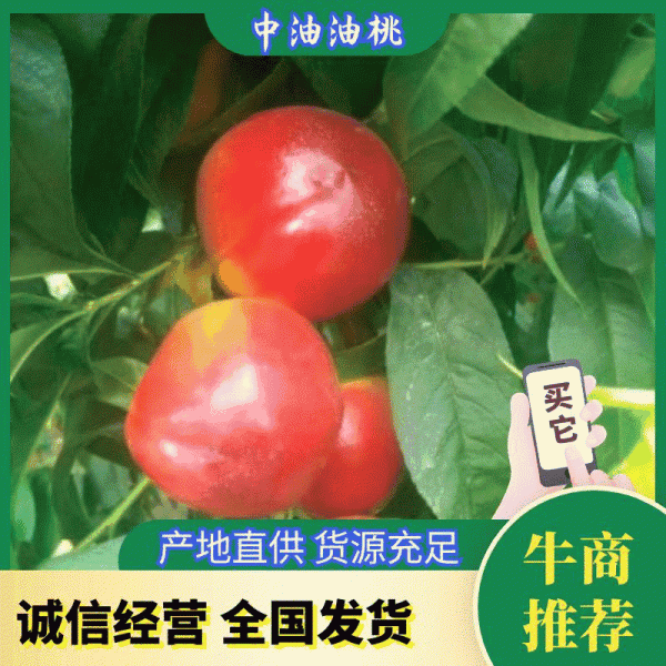 油桃，常年供应各种油桃，品种全，中油系列，曙光，48油桃