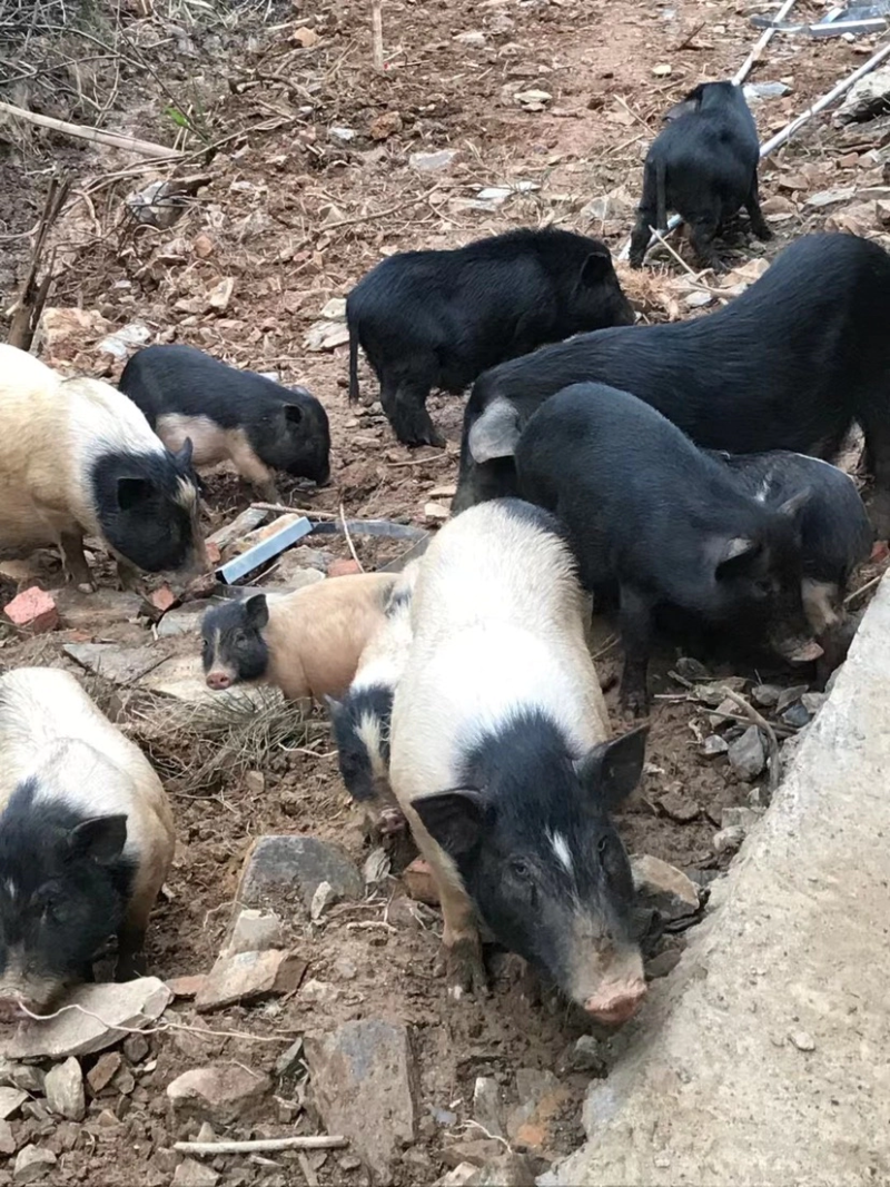 藏香猪湖南自家养殖基地诚信经营可视频看货