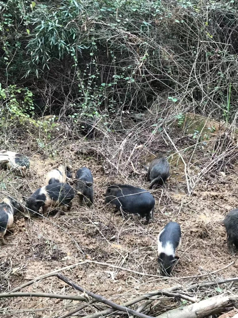 藏香猪湖南自家养殖基地诚信经营可视频看货