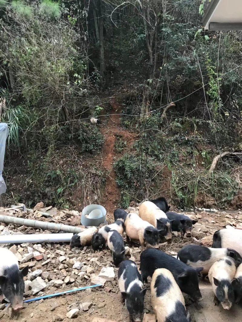 藏香猪湖南自家养殖基地诚信经营可视频看货