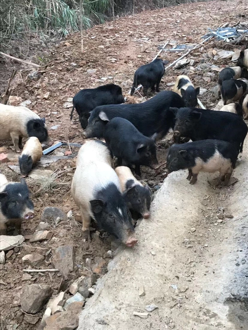 藏香猪湖南自家养殖基地诚信经营可视频看货