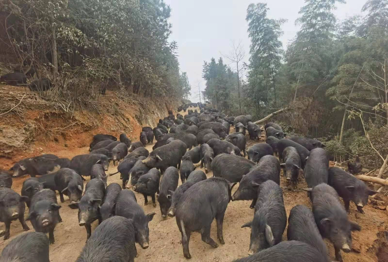 藏香猪湖南自家养殖基地诚信经营可视频看货