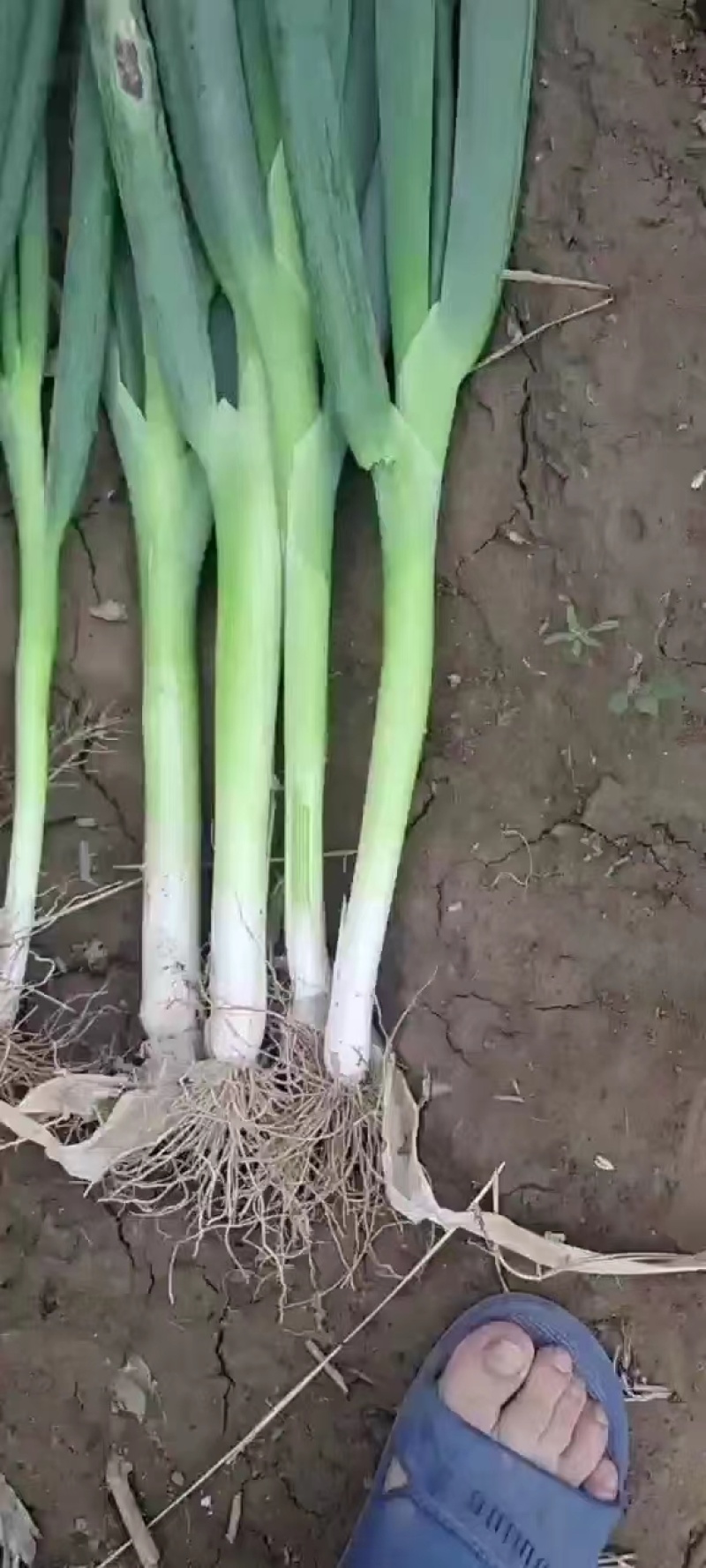 地膜脱水大葱大量上市中，一手货源充足稳定，欢迎选购看货