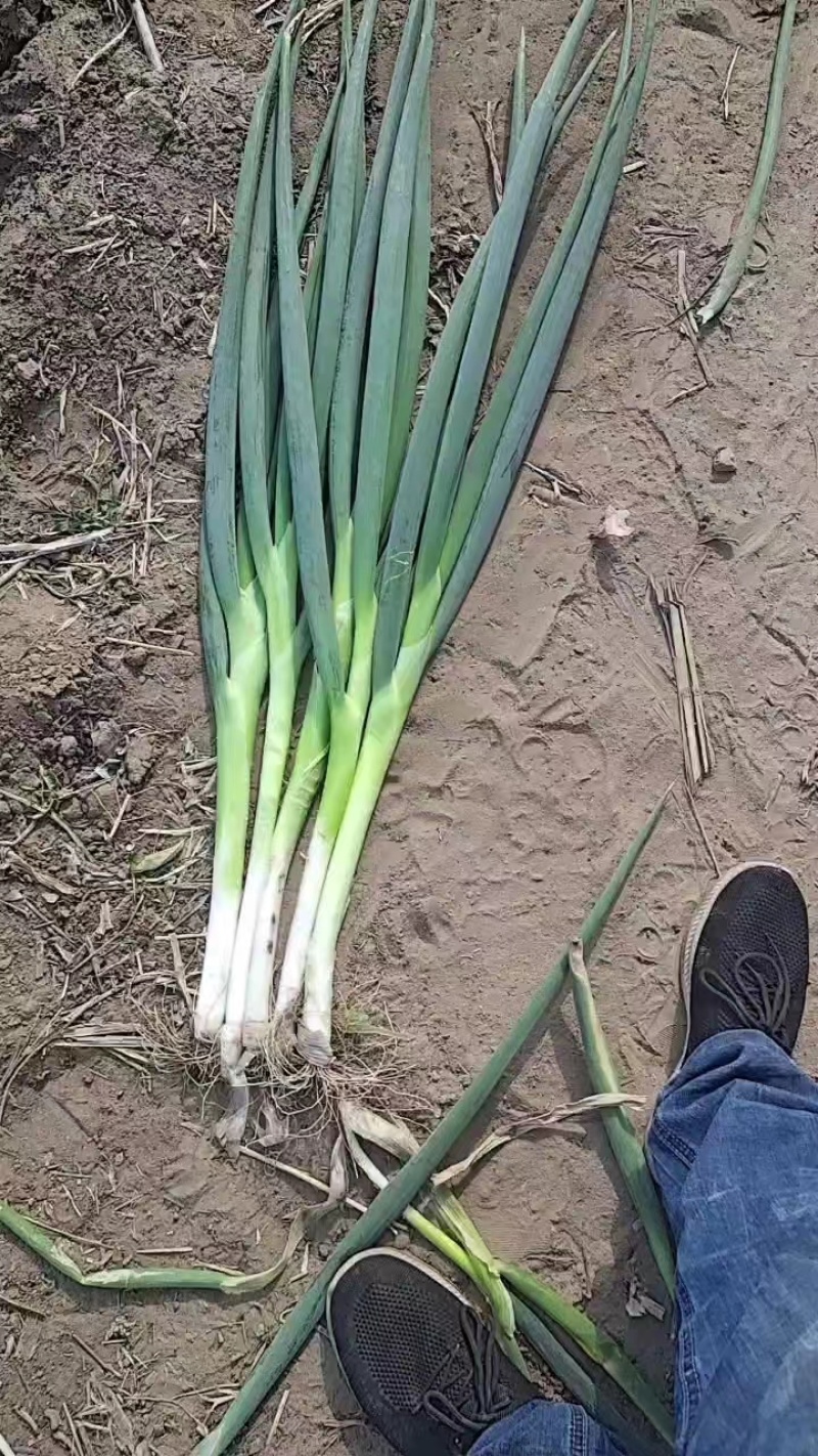 地膜脱水大葱大量上市中，一手货源充足稳定，欢迎选购看货