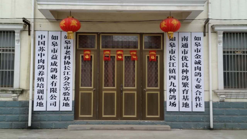 江苏长寿之乡〔老鸽子〕真空包装口感鲜美营养丰富大量批发