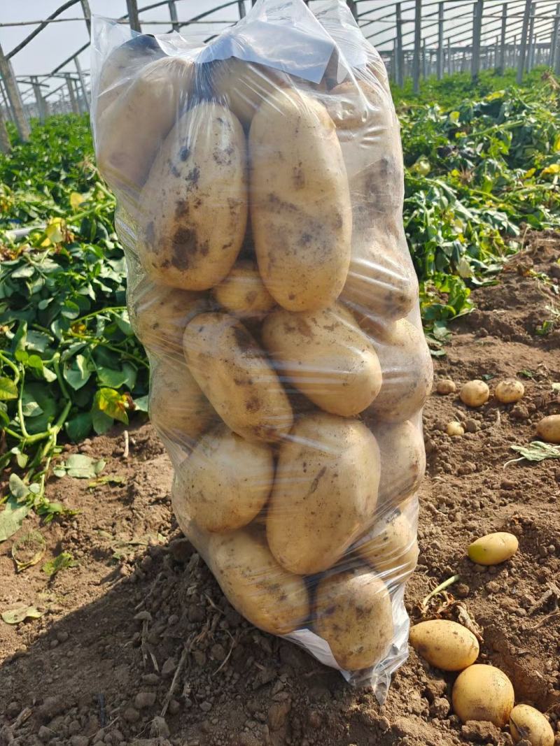通许荷兰十五土豆中薯希森大量上市可供电商商超