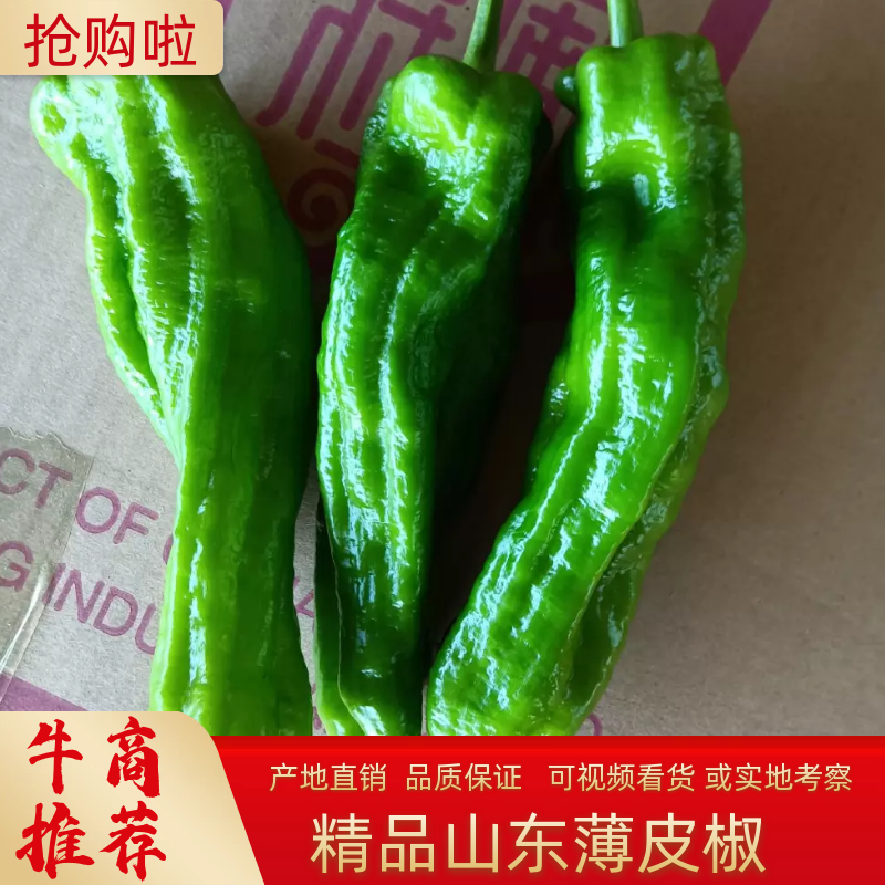 芜湖椒，薄皮椒，五号线椒，龙椒大量上市中产地直发量大从优
