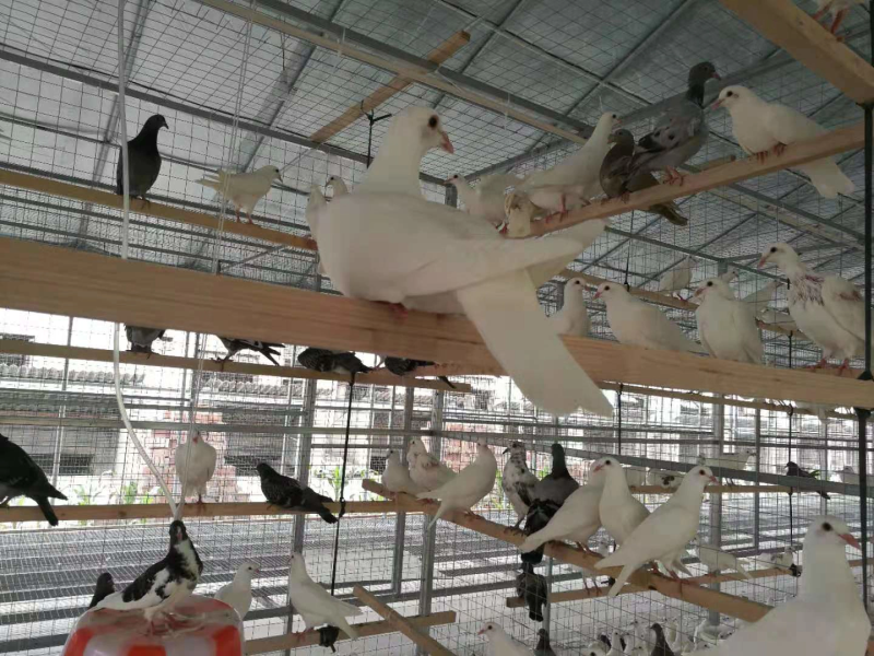 江苏长寿之乡〔新鲜鸽子蛋批发〕新鲜鸽蛋批发营养高-纯鲜蛋