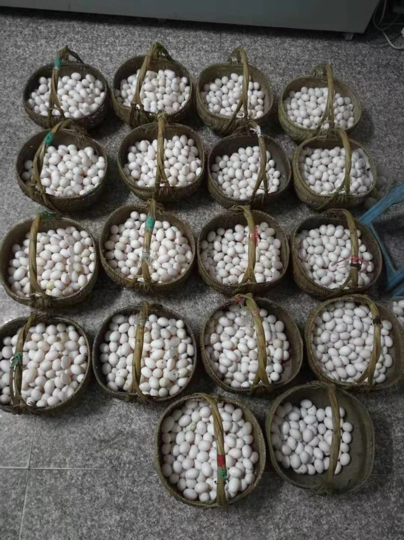 江苏长寿之乡〔新鲜鸽子蛋批发〕新鲜鸽蛋批发营养高-纯鲜蛋