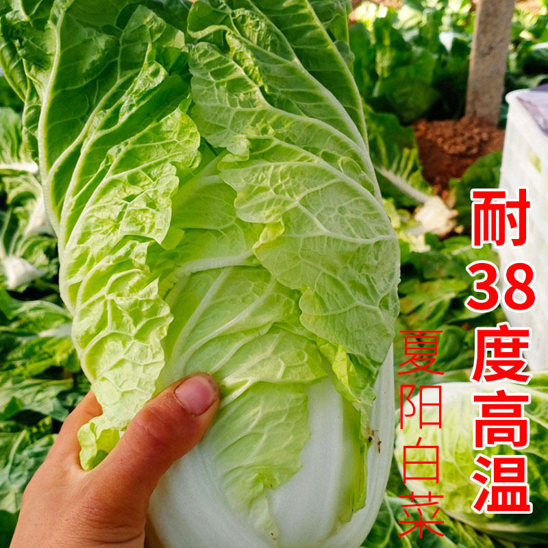 夏绿50天大白菜种子夏阳白菜种子耐热白菜夏秋播抗热、抗湿