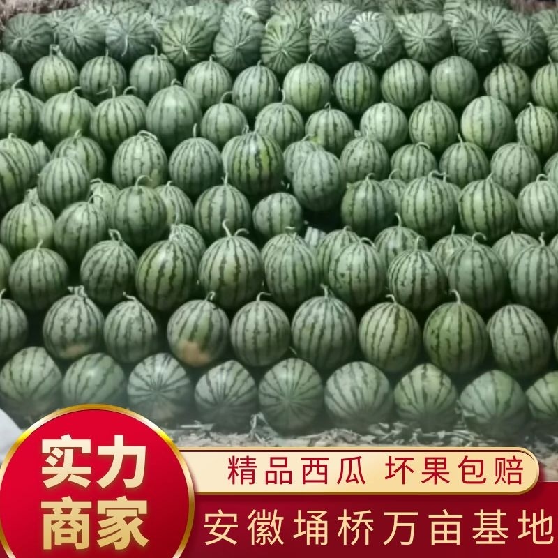 【西瓜】正宗8424现摘现发可视频看货坏单包赔