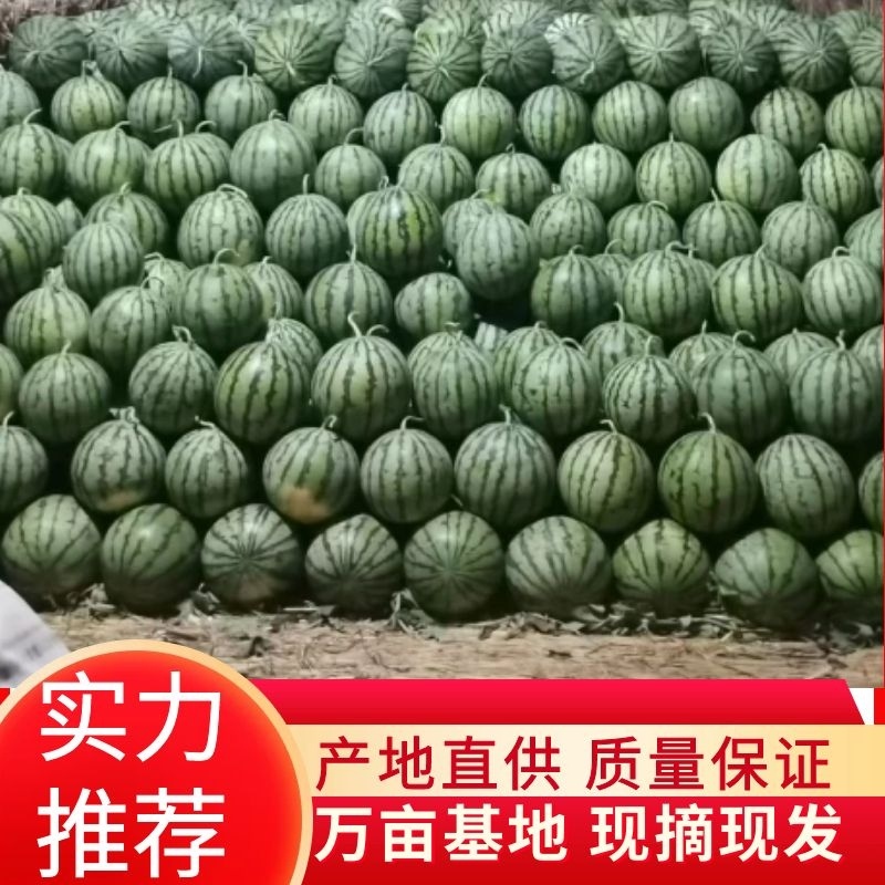 【包熟包甜】西瓜安徽正宗8424皮薄多汁全国发货