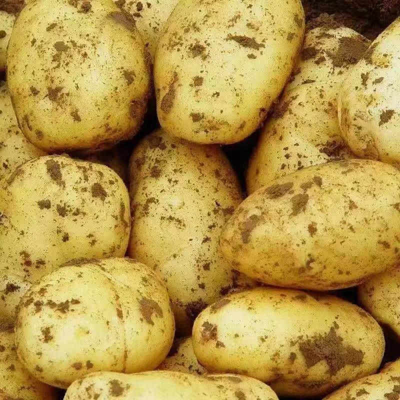 土豆，原产地发货，真实报价，各个品种齐全，长期稳定供应
