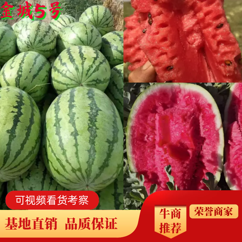 内蒙双红瓤金城五号西瓜赤峰西瓜产区直发自种500亩无代办