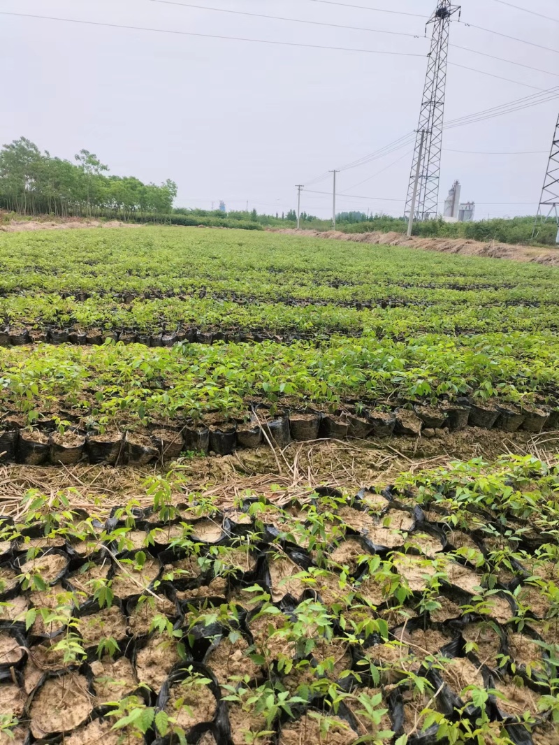 江苏精品榉树杯苗小苗，规格齐全量大价优欢迎下单