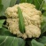庆松65天花菜种子菜花苗子耐寒耐热大面积早熟