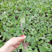 嫁接长茄苗(765布利塔大龙)圆茄苗，包成活，产量高