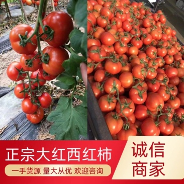 【西红柿】怀远大红西红柿现摘现发量大从优全国发货