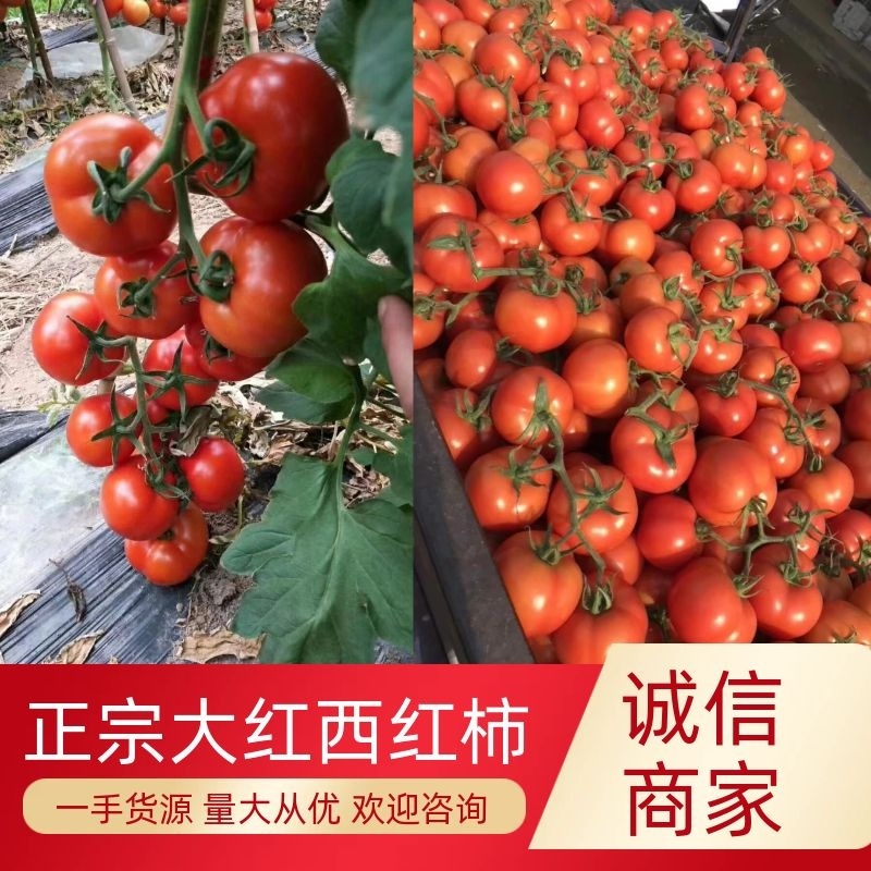【西红柿】怀远大红西红柿现摘现发量大从优全国发货