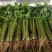 【热销】芹菜安徽精品香芹一手货源量大从优欢迎咨询