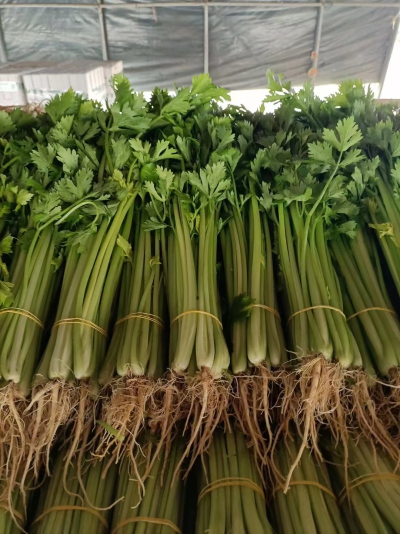 【好货】芹菜怀远精品西芹大量供应品质保证欢迎咨询