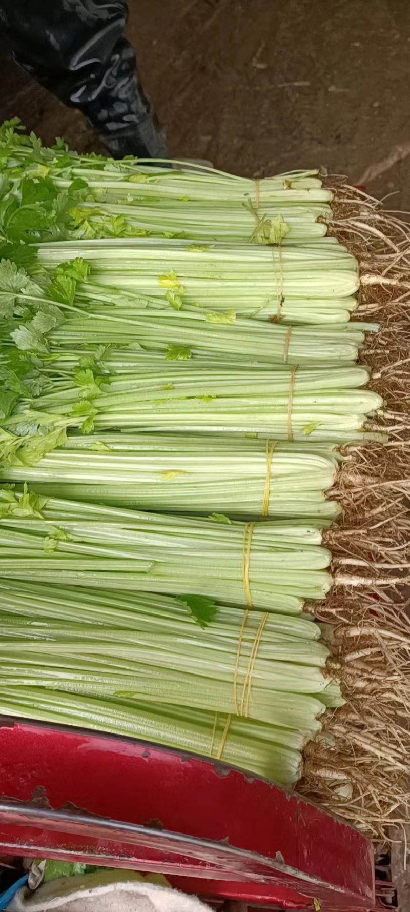 【好货】芹菜怀远精品西芹大量供应品质保证欢迎咨询