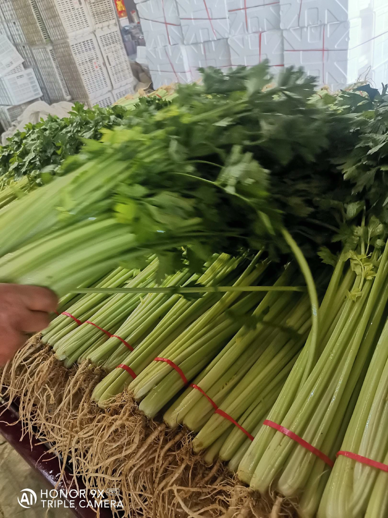 【好货】芹菜怀远精品西芹大量供应品质保证欢迎咨询