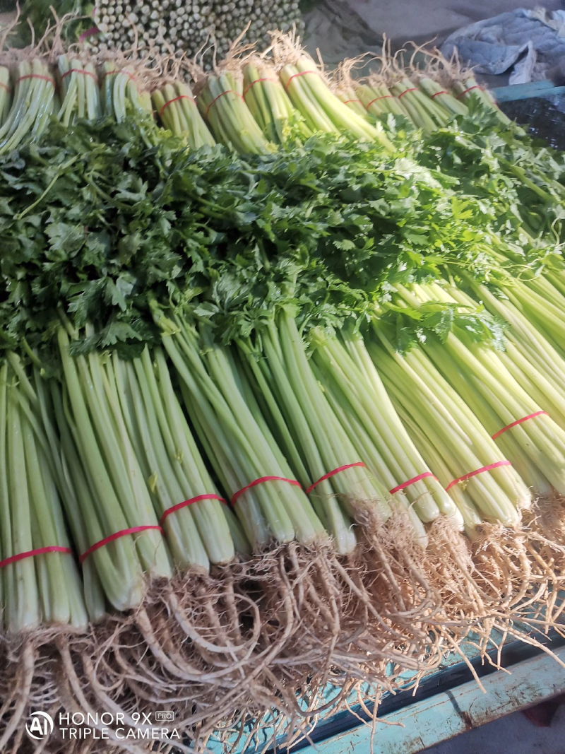 【热销】芹菜安徽精品香芹一手货源量大从优欢迎咨询