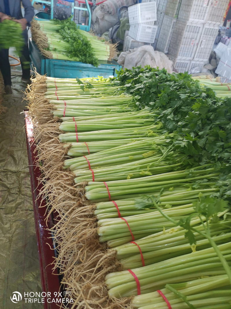 【热销】芹菜安徽精品香芹一手货源量大从优欢迎咨询