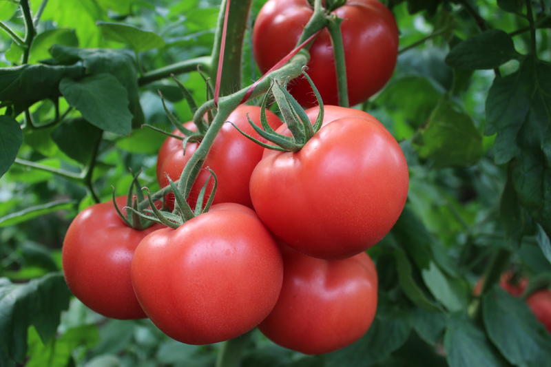 普罗旺斯大粉番茄种苗耐热品种抗死棵抗根线虫病高产精品率高
