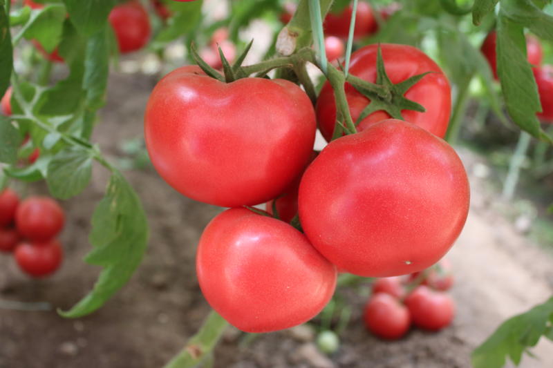 普罗旺斯大粉番茄种苗耐热品种抗死棵抗根线虫病高产精品率高