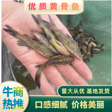 农家淡水新鲜黄骨鱼黄颡鱼黄辣丁全雄生长速度快抗病能力强！