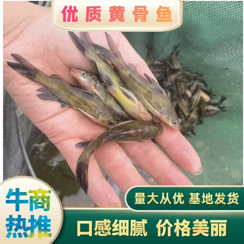 农家淡水新鲜黄骨鱼黄颡鱼黄辣丁全雄生长速度快抗病能力强！
