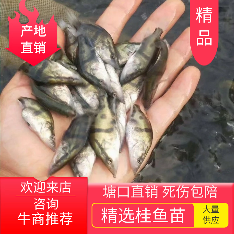 江苏优质桂花鱼苗淡水鳜鱼苗大眼翘嘴鲑养殖鱼苗死伤包赔