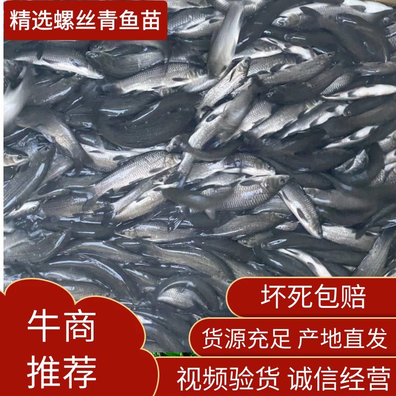 江苏优质螺丝青鱼苗，淡水养殖大量批发包成活欢迎来电
