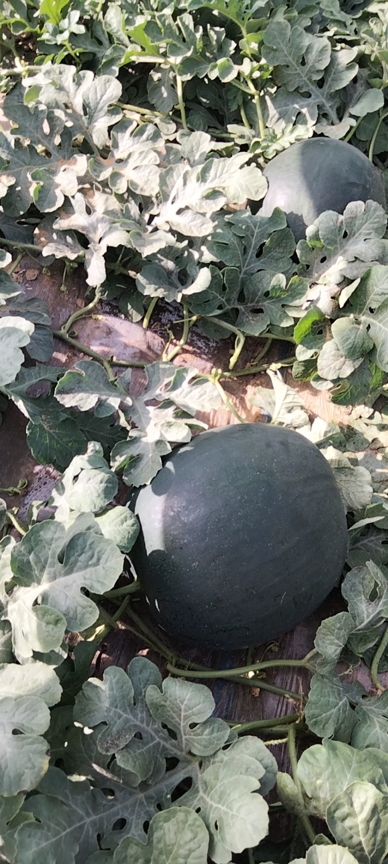 陕西黑无籽西瓜大量上市，产地直发一手货源，量大价优，视频看货