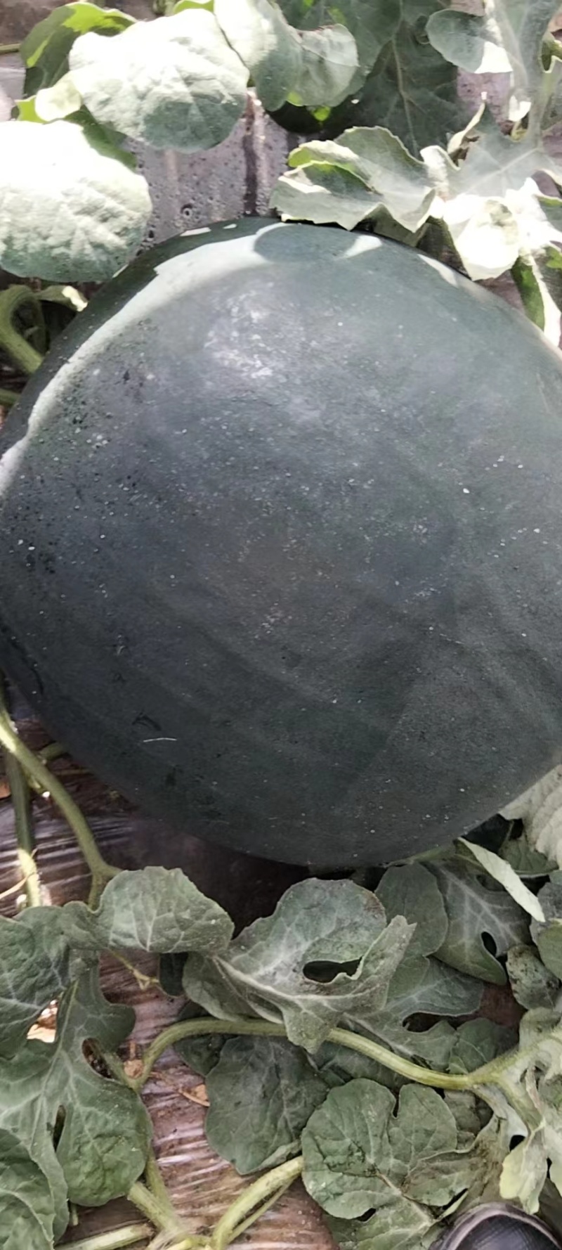 陕西黑无籽西瓜大量上市，产地直发一手货源，量大价优，视频看货