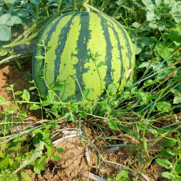 甜王、美都、8424大量市有需要的老板联系发电商和市场