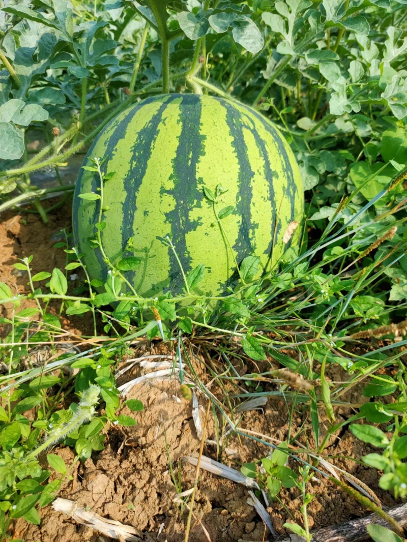 甜王、美都、8424大量市有需要的老板联系发电商和市场