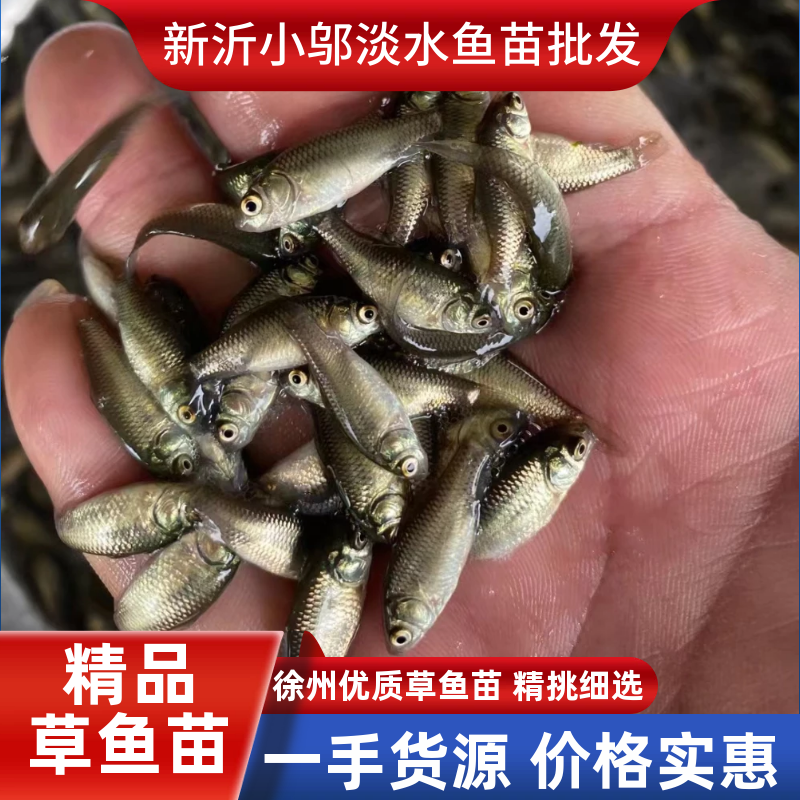 草鱼苗，原塘口，保质保量，货源充足，需要的抓紧联系