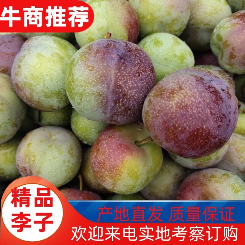 李子半边红李子专业代办货源充足质量保证长期稳定