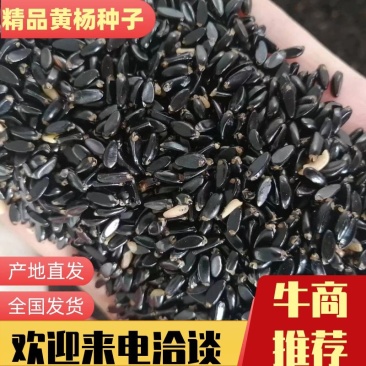 精品黄杨种子，小叶黄杨，一手货源，成活率高。