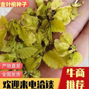 精品金叶榆种子，一手货源，高成活率。诚信经营